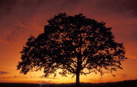 夕阳大树图片