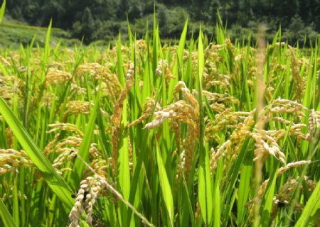 丰收的水稻1图片