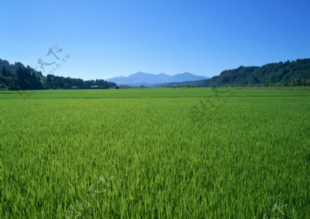绿油油的稻田图片