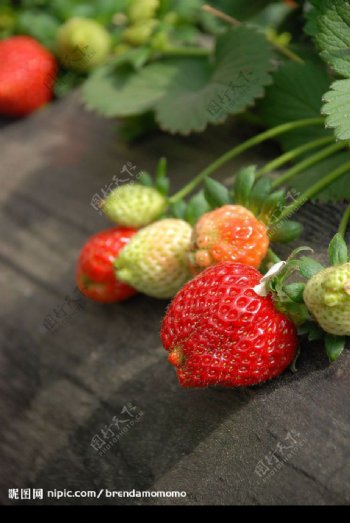 草莓采摘图片