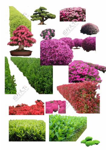 大量灌木花卉素材PSD图片