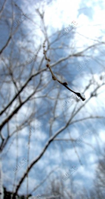 雪景枯枝图片