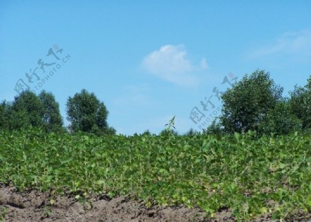 玉米地蓝天白云图片