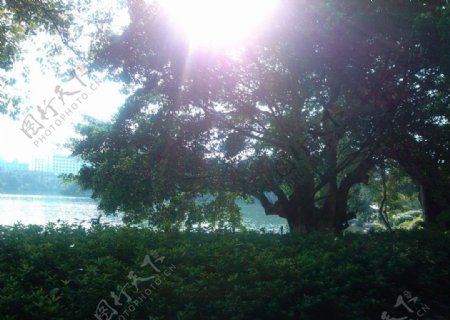 榕湖榕树图片