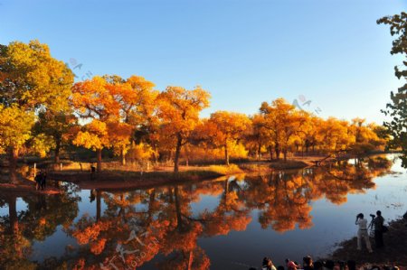 额济纳旗胡杨图片