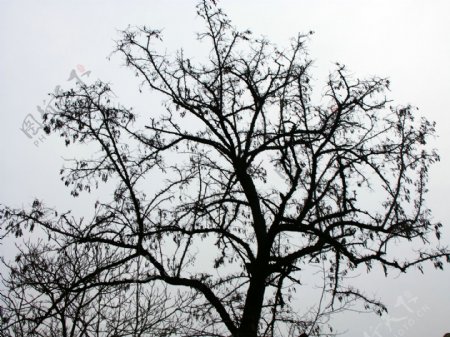 树冬日树干图片