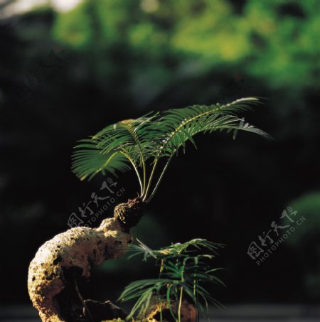 蕨类盆栽图片