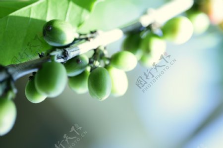 咖啡豆树图片