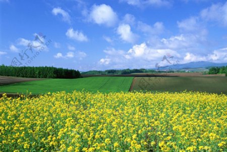 蓝天白云田野图片