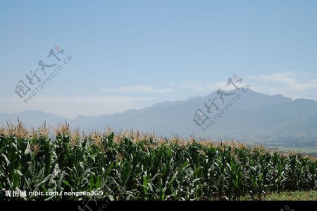玉米地山蓝天图片