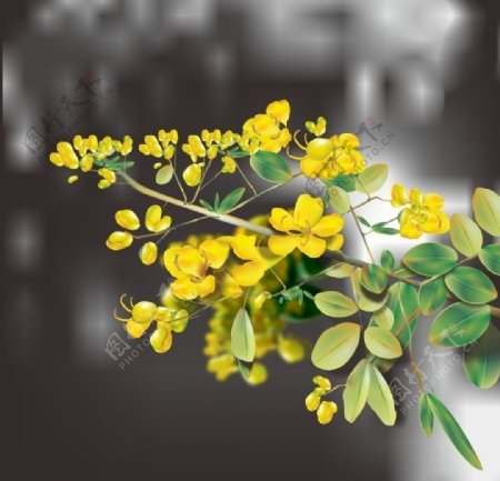 矢量花卉图片