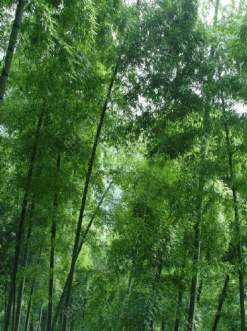 竹林景色图片