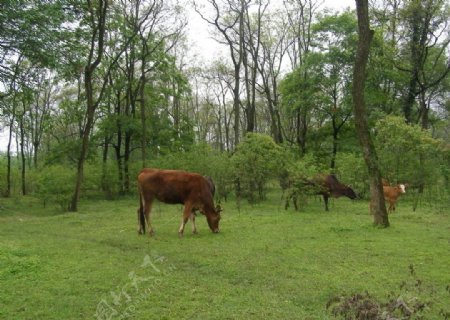 林中黄牛图片
