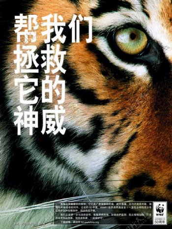 WWF50周年系列保护老虎图片