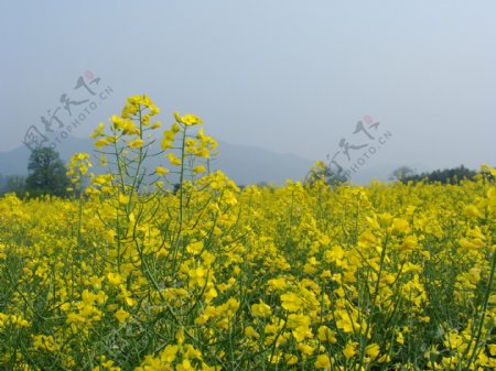 油菜花开图片