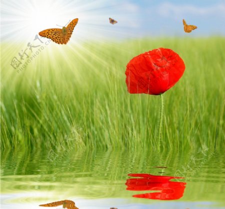 湖水中的红花蝴蝶图片