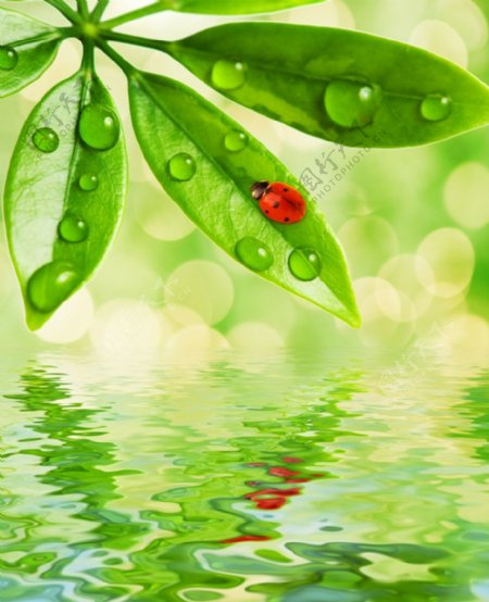 动感水珠水滴绿叶瓢虫图片