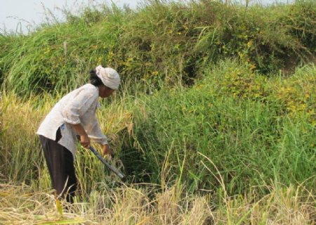 收割水稻的农妇图片