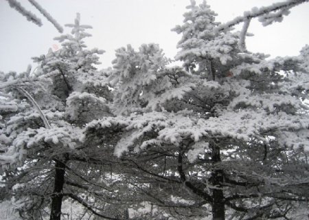 峨眉山雪松图片