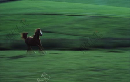 马在草原图片