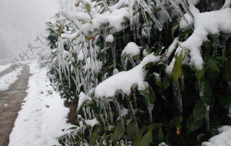 冰雪下的茶树图片