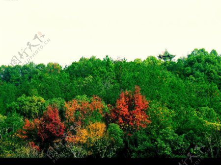 绿树红叶远亭图片