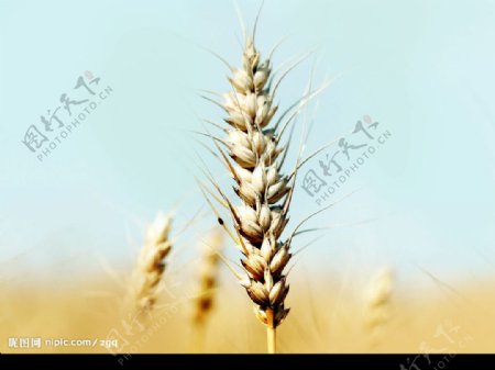大麦子图片