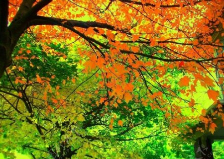 秋景高清图片