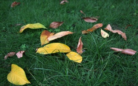 草地上的黄色树叶图片