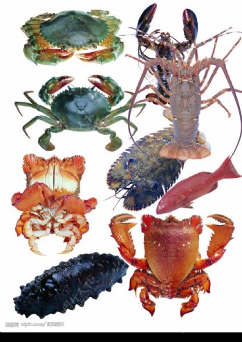 海鲜海蔘螃蟹PSD素材图片