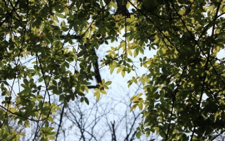 春天的树叶图片