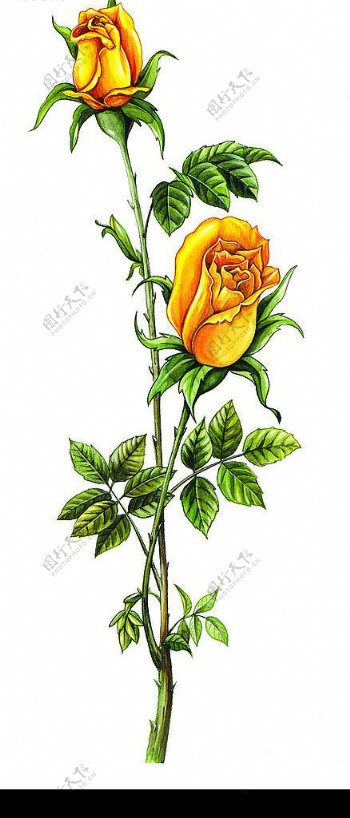 手绘黄玫瑰图片