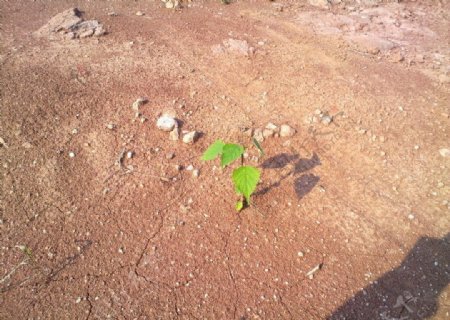 沙漠树苗图片