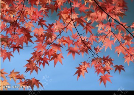 精美枫树叶子图片