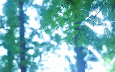 水杉叶植物图片