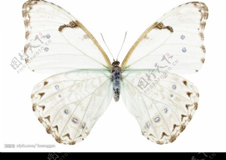 高清PSD的蝴蝶图图片