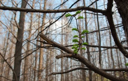 春天的绿树芽图片