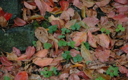 秋天落叶与幸运草的自然调子图片