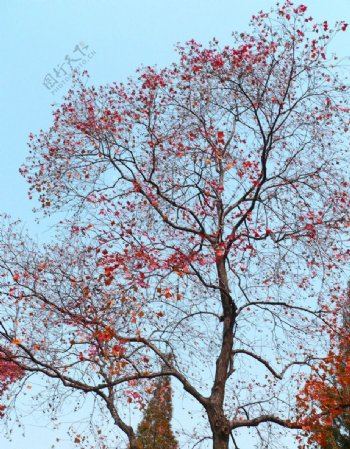 深秋红叶图片