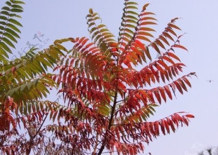 红叶知秋图片