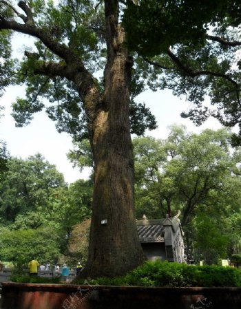 百年古樟树图片