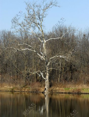 河边的树图片