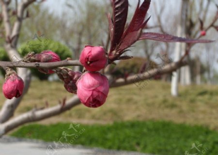 徐州云龙湖桃花图片