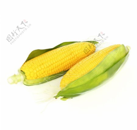 玉米包谷图片