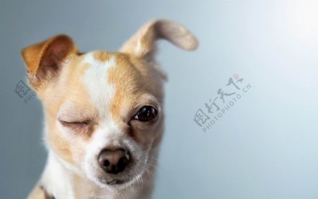 小狗表情图片