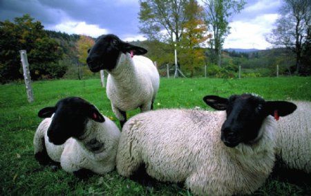 农场牧场羊图片