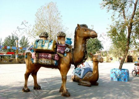 骆驼摄影图片