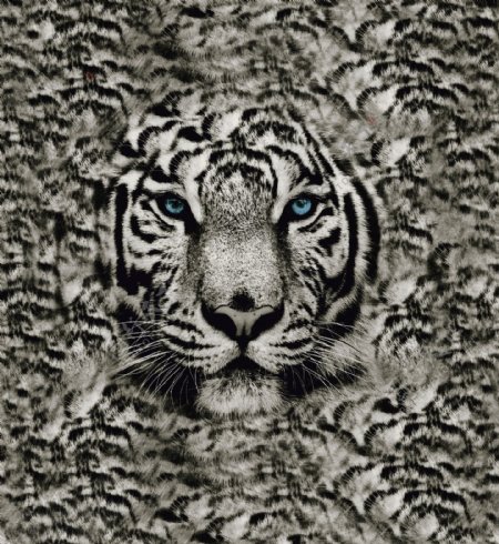 老虎头灰色图片