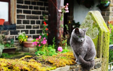 唯美花园猫图片