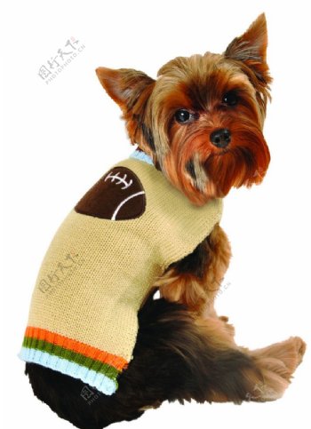 橄榄球图案毛衣的小狗图片